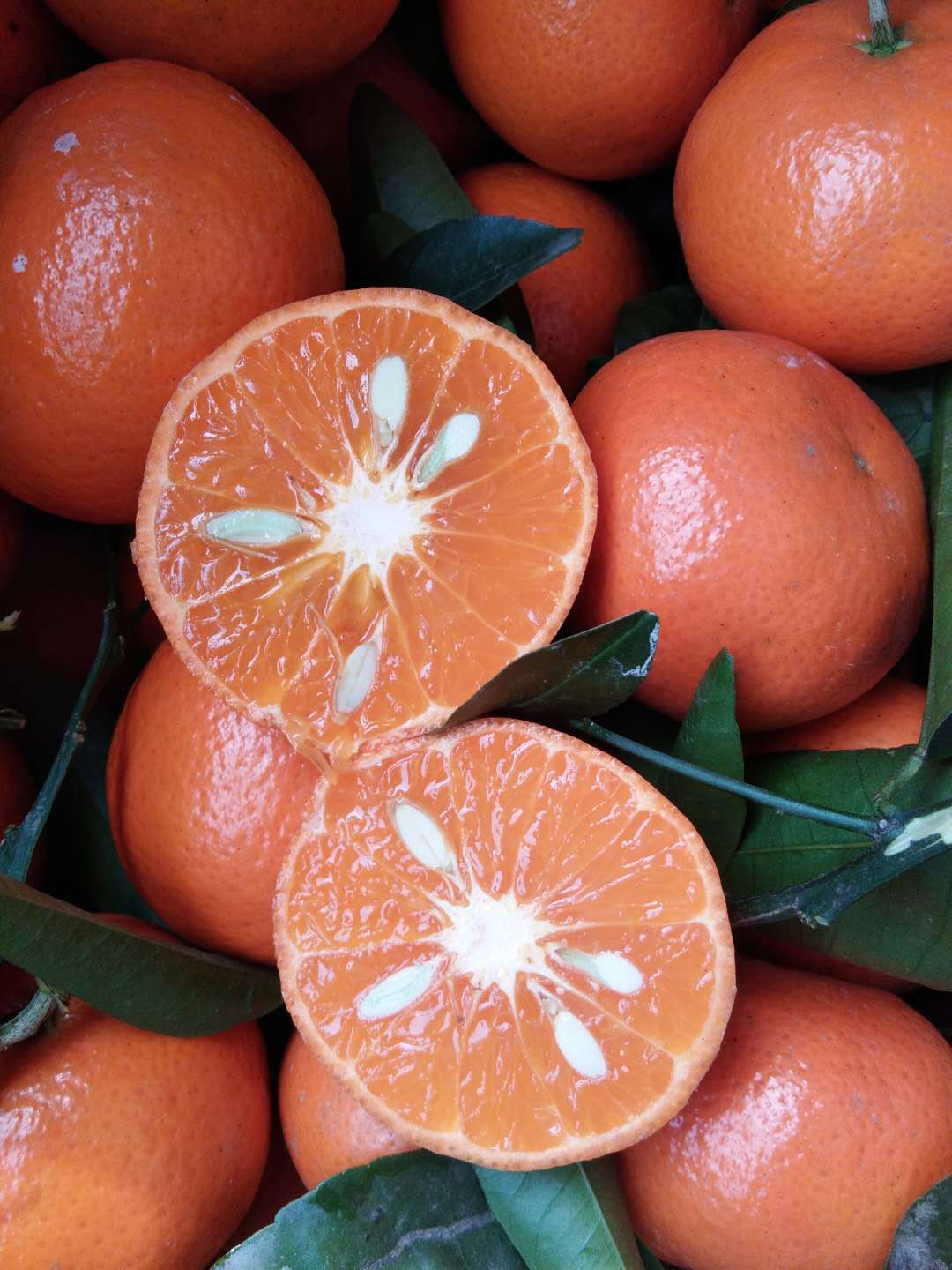 默科特 重庆三月柑 柑橘桔子