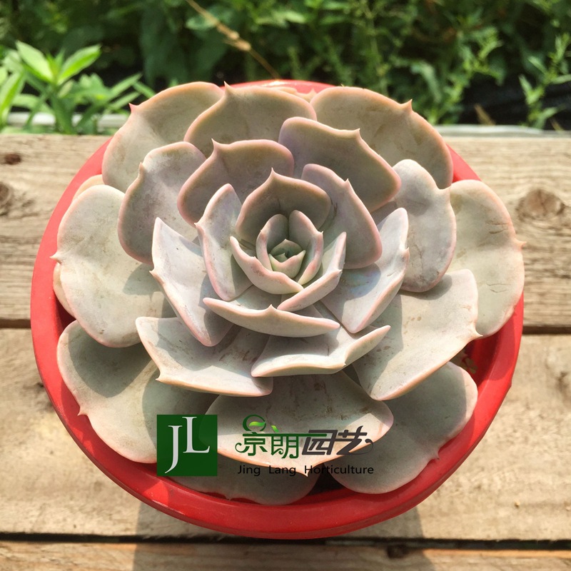 多肉植物双子座星座系列果冻色多肉植物盆栽实物双子座老桩