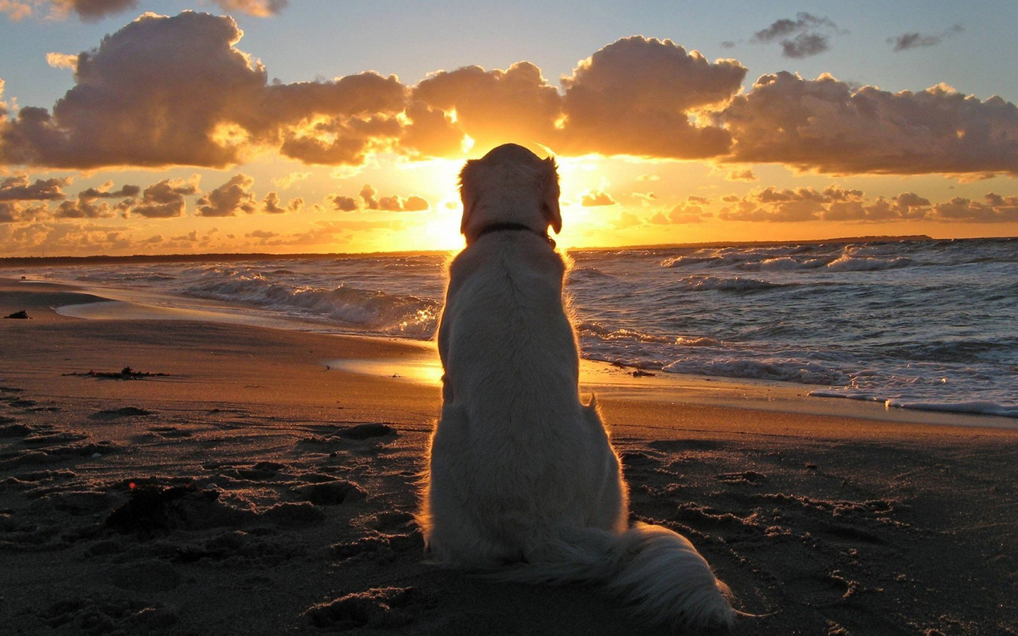 夕阳晚霞大海边 小狗背影 钻石画