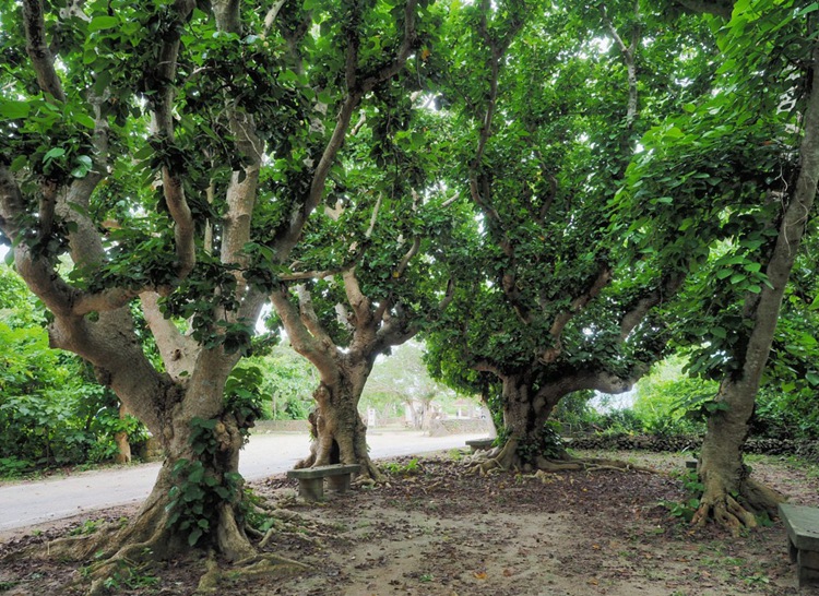 菩提种子 毕钵罗树 印度菩提树 佛树觉树道树 菩提树种子 易种植