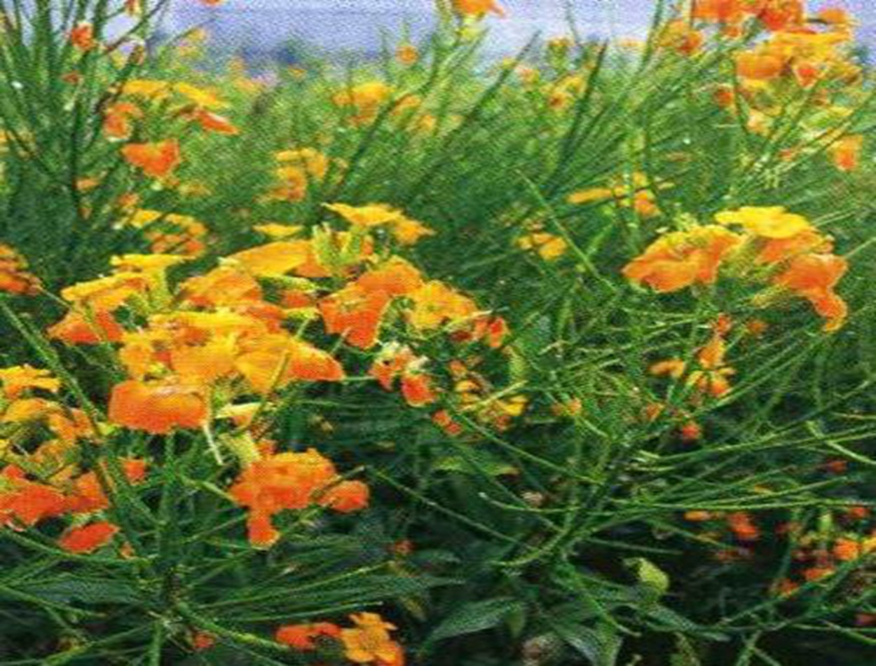 批发七里黄种子 七里黄 秋播花卉种子