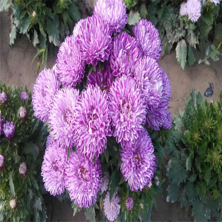 散装翠菊种子重瓣菊花切花菊花混色四季播腊七月菊景观花海易成活