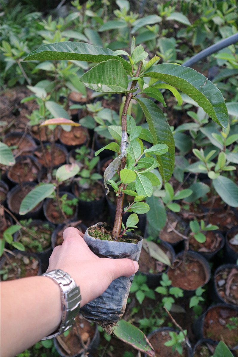 红心芭乐苗 台湾番石榴苗 红肉少仔 四季珍珠潘石榴苗带土带叶
