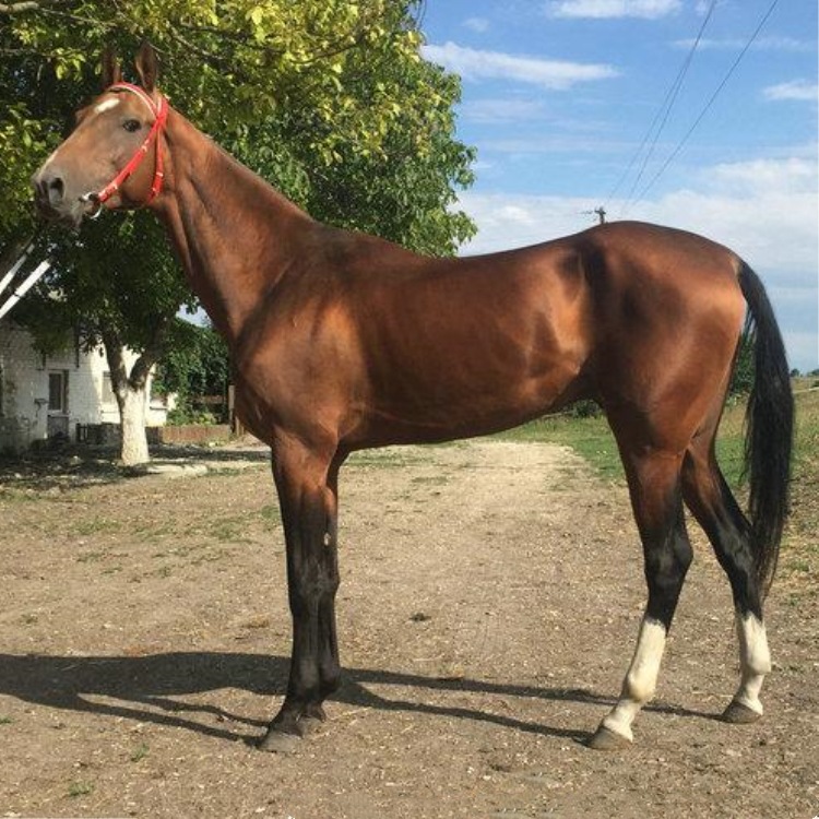 新疆伊犁马多少钱一匹 国产的骑乘马低价出售 三河马伊犁马价格