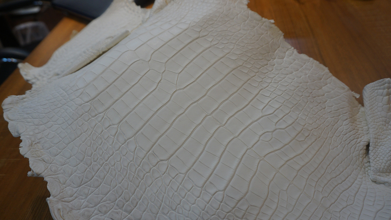 【与龙共舞】鳄鱼皮白胚进口美洲鳄鱼真皮 (alligator)原材料批发