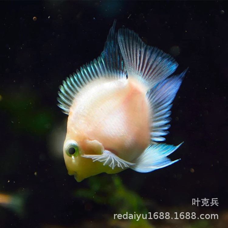 热带观赏鱼批发迷你鹦鹉鱼小鹦鹉白金鹦鹉宝蓝鹦鹉鱼活体批发