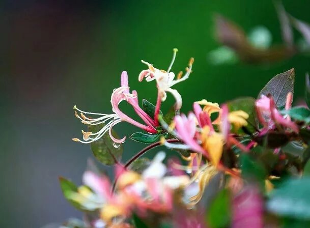 观赏性红色五彩金银花 五彩红色金银花培育 绿化树形四季金银花