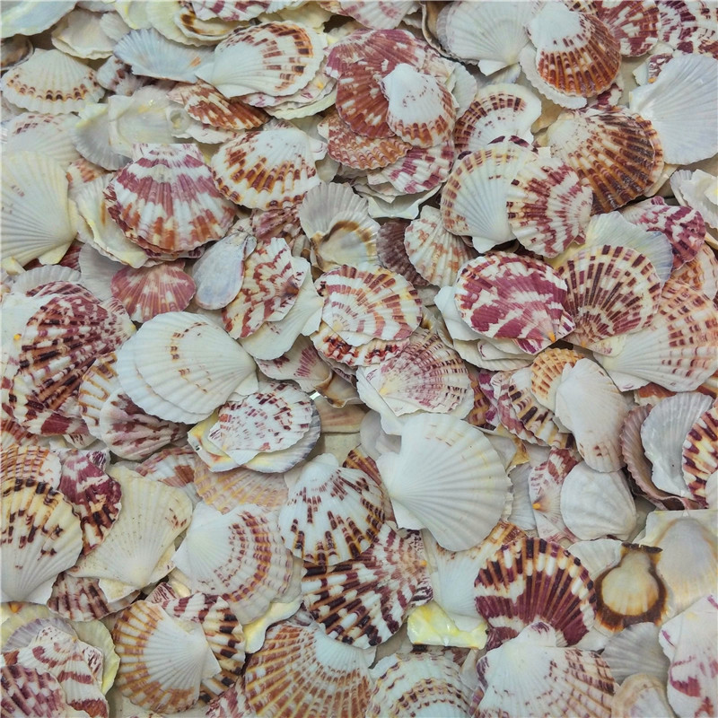 贝壳海螺 鱼缸造景 彩虹扇贝4-6厘米地中海装饰一斤彩贝
