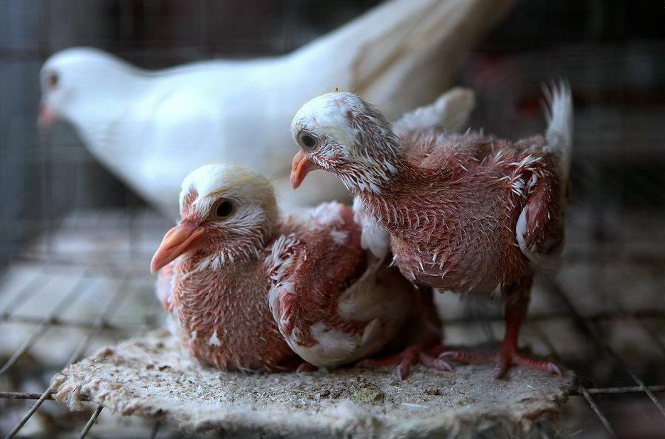 雏鸽到乳鸽的饲养管理技术