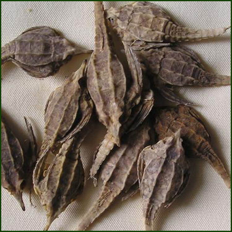 现货中药材批发 海麻雀 海燕 海雀 散装足干 泡酒料