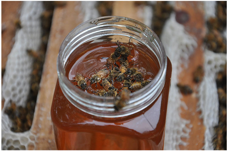 请知悉:由于蜂蜜具有后熟性,我们采集的荆花蜜属于白荆花,新荆花蜂蜜