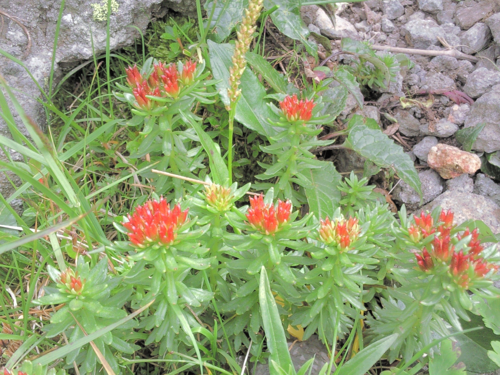 青藏特产红景天产地直销批零兼营