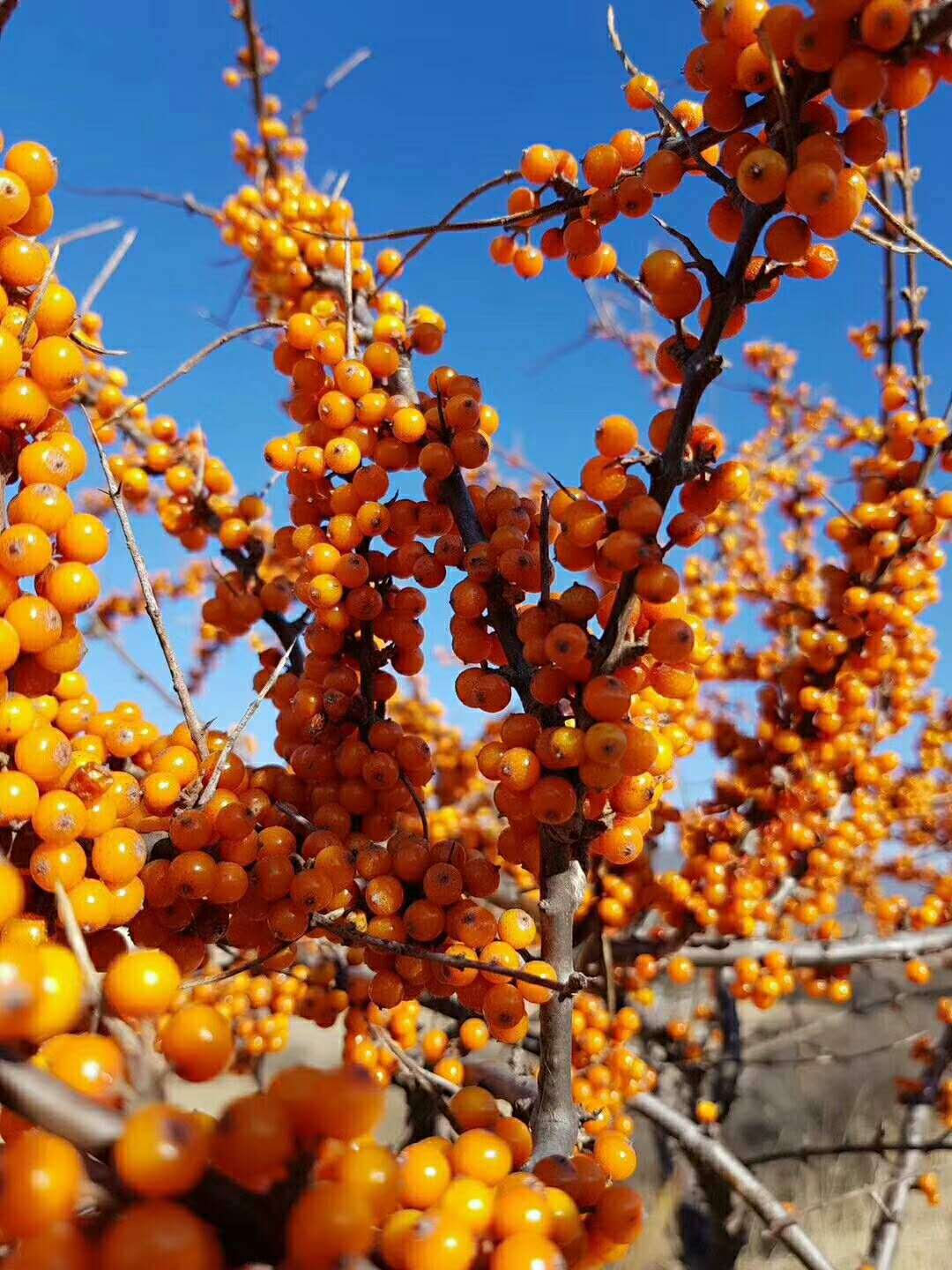 批发2019年吕梁野生沙棘果 新鲜沙棘鲜果一斤装可榨果汁做酵素