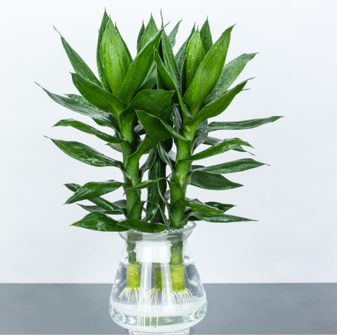 批发水培竹子 观音竹 水培花卉 有水就成活 盆栽绿植