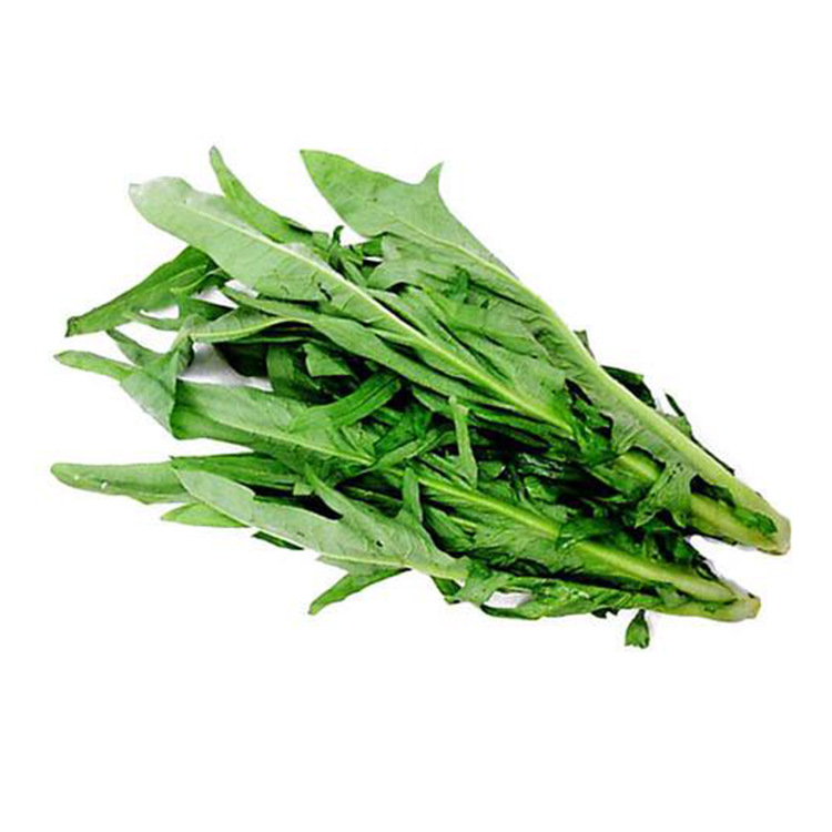 优种网 春湾甜麦菜种子5克