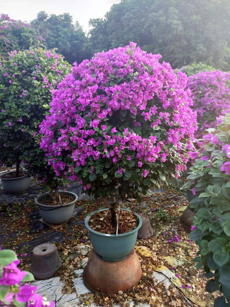 好客园艺 三角梅球 60-150cm源头厂家直批