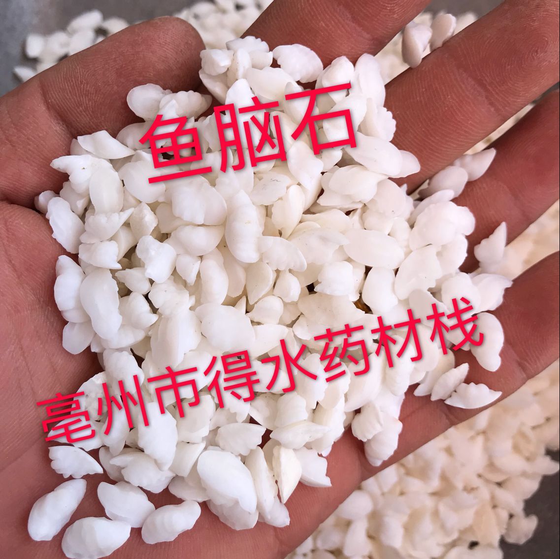 批发供应 鱼脑石 鱼首石 鱼枕骨 大货供应 量大从优