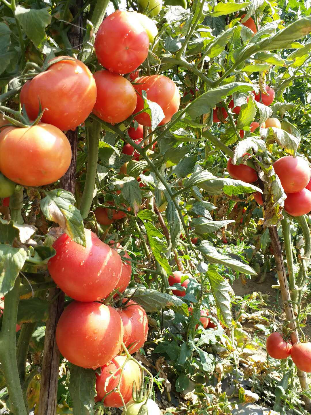 攀枝花阳光下露天粉番茄来啦——一起品味儿时的味道