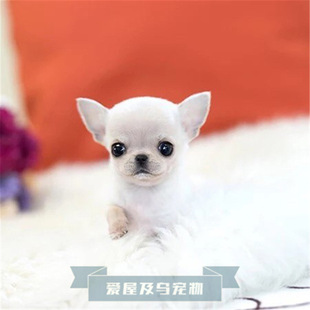 出售纯种吉娃娃 袖珍吉娃娃犬小体苹果头吉娃娃幼犬活体宠物狗狗