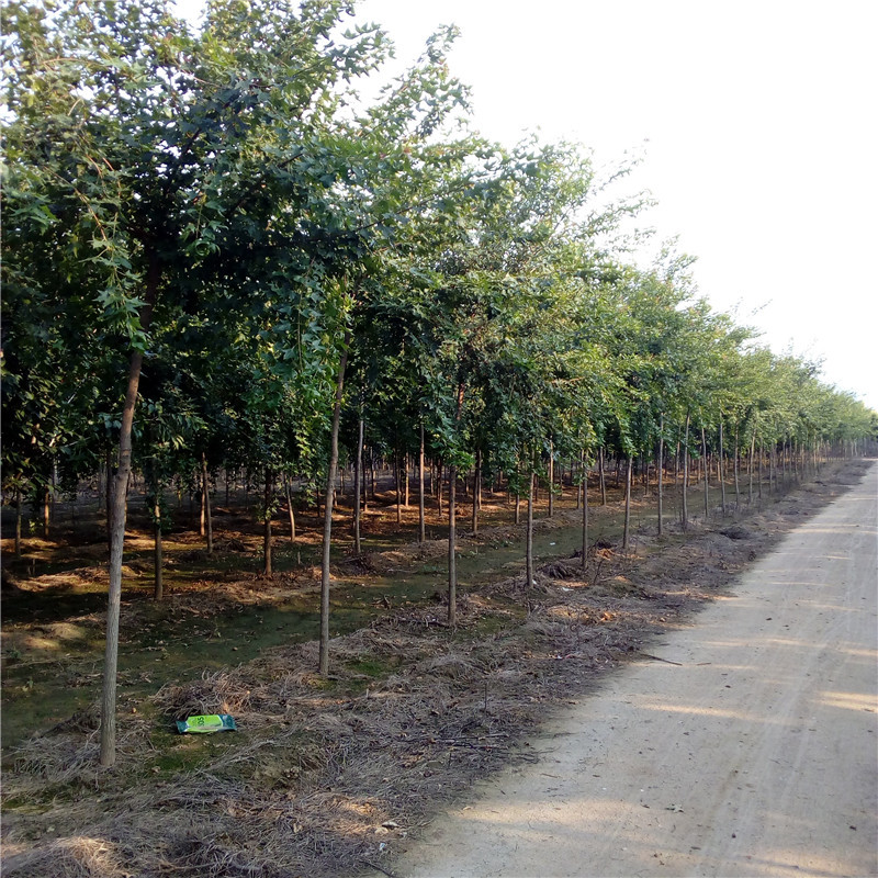 批发五角枫树苗-价格-图片-产地报价表-参考报价-山东五角枫基地