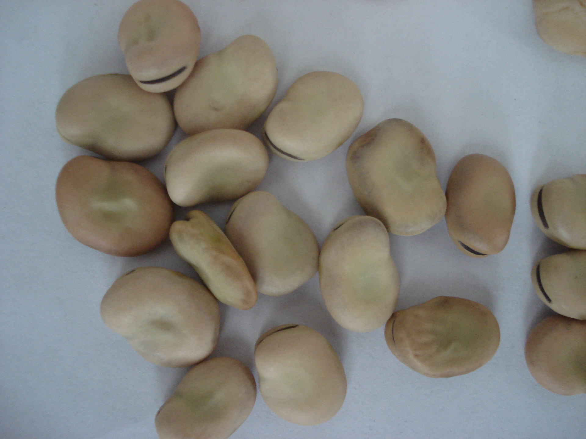 厂家直供蚕豆蚕豆去壳蚕豆欢迎咨询