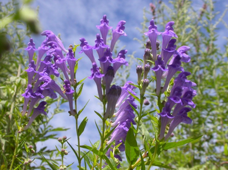 批发 黄芩种子 黄芩片 产地直销 量大优惠 价格从优
