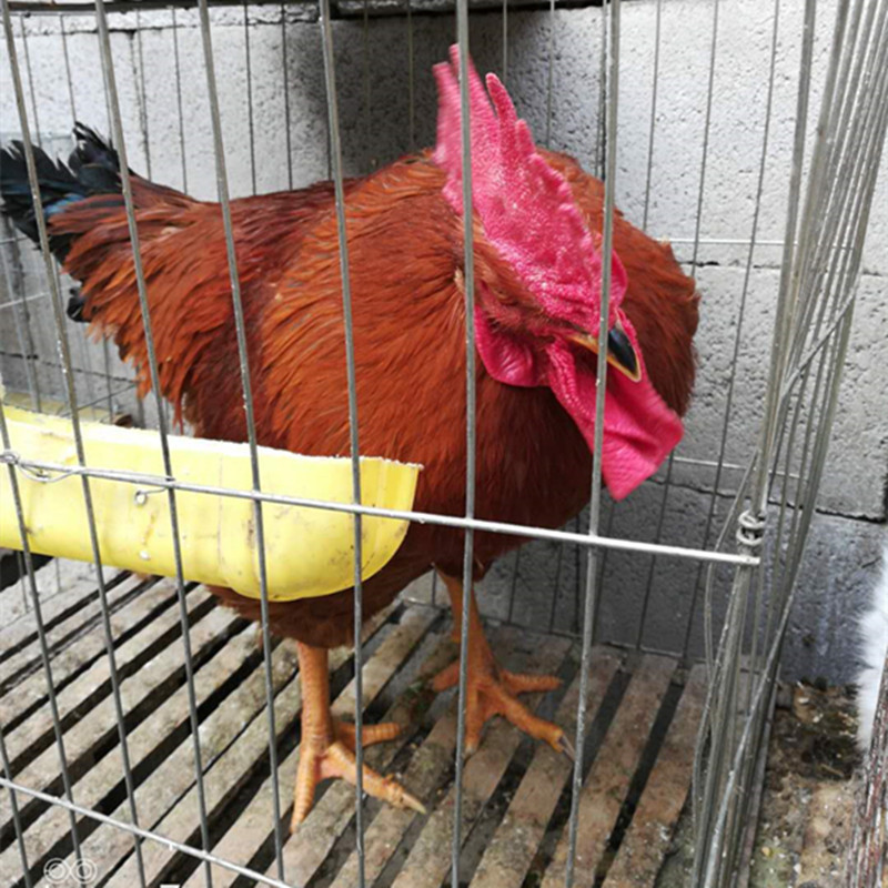 哪里卖红玉鸡苗红玉380鸡苗 现在鸡苗多少钱一只 鸡苗批发