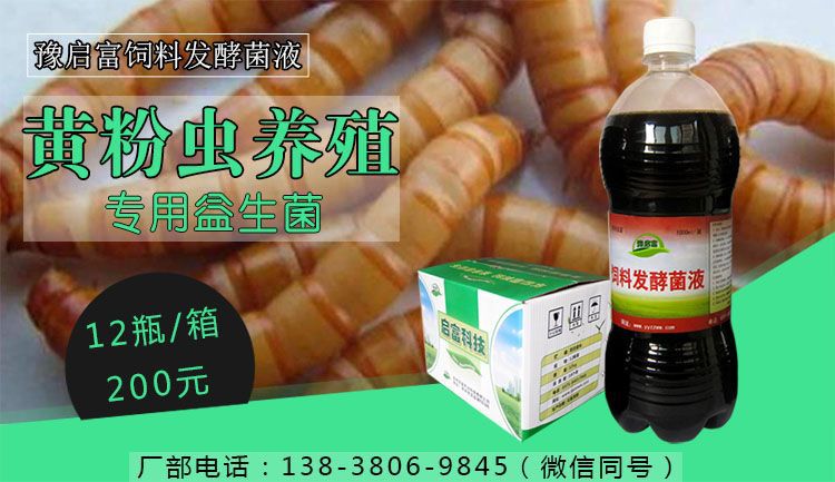 黄粉虫养殖益生菌