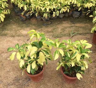 盆栽花八叶 观赏极强花叶鸭脚木