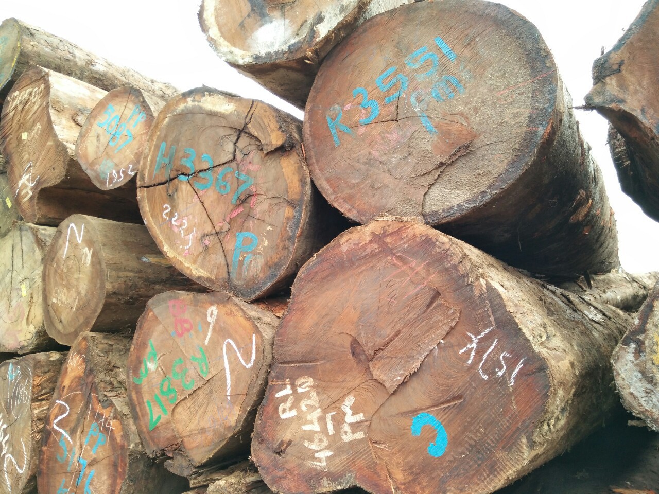 批发芒果木原木 巴新榴莲木 定尺加工芒果木板材 芒果木木材