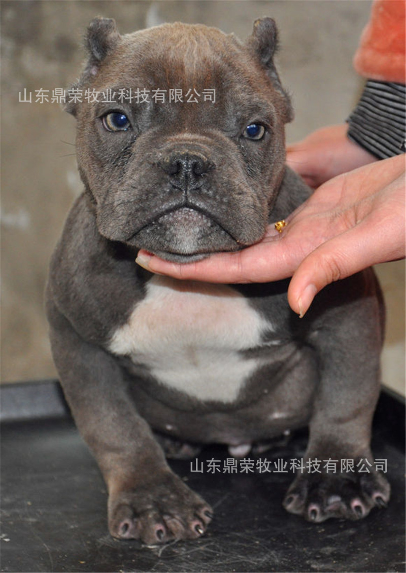 美国恶霸犬冠军级后代美国恶霸犬顶级品质专业信誉服务