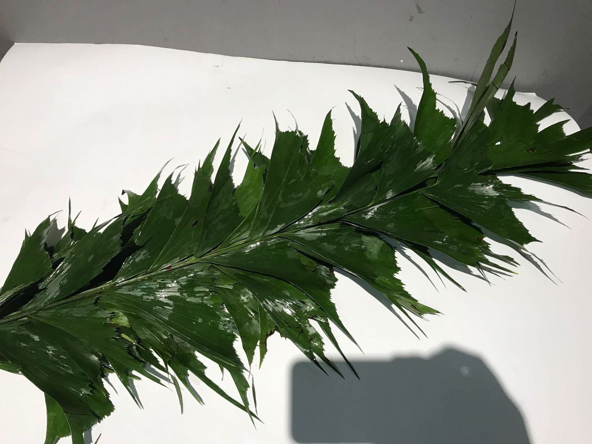 【婚庆配叶】昆明基地直供批发 银扣豆 鱼尾叶 高山羊齿 八角叶