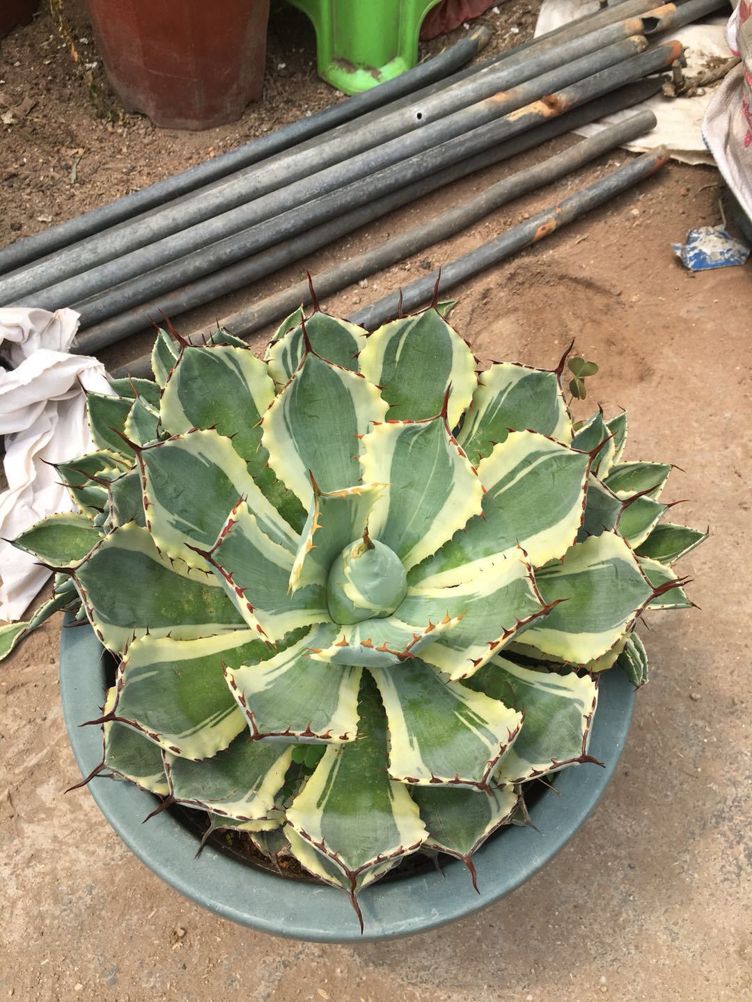 宏叶花卉 吉祥冠锦龙舌兰科仙人掌 景观 园林盆栽多肉沙生植物直