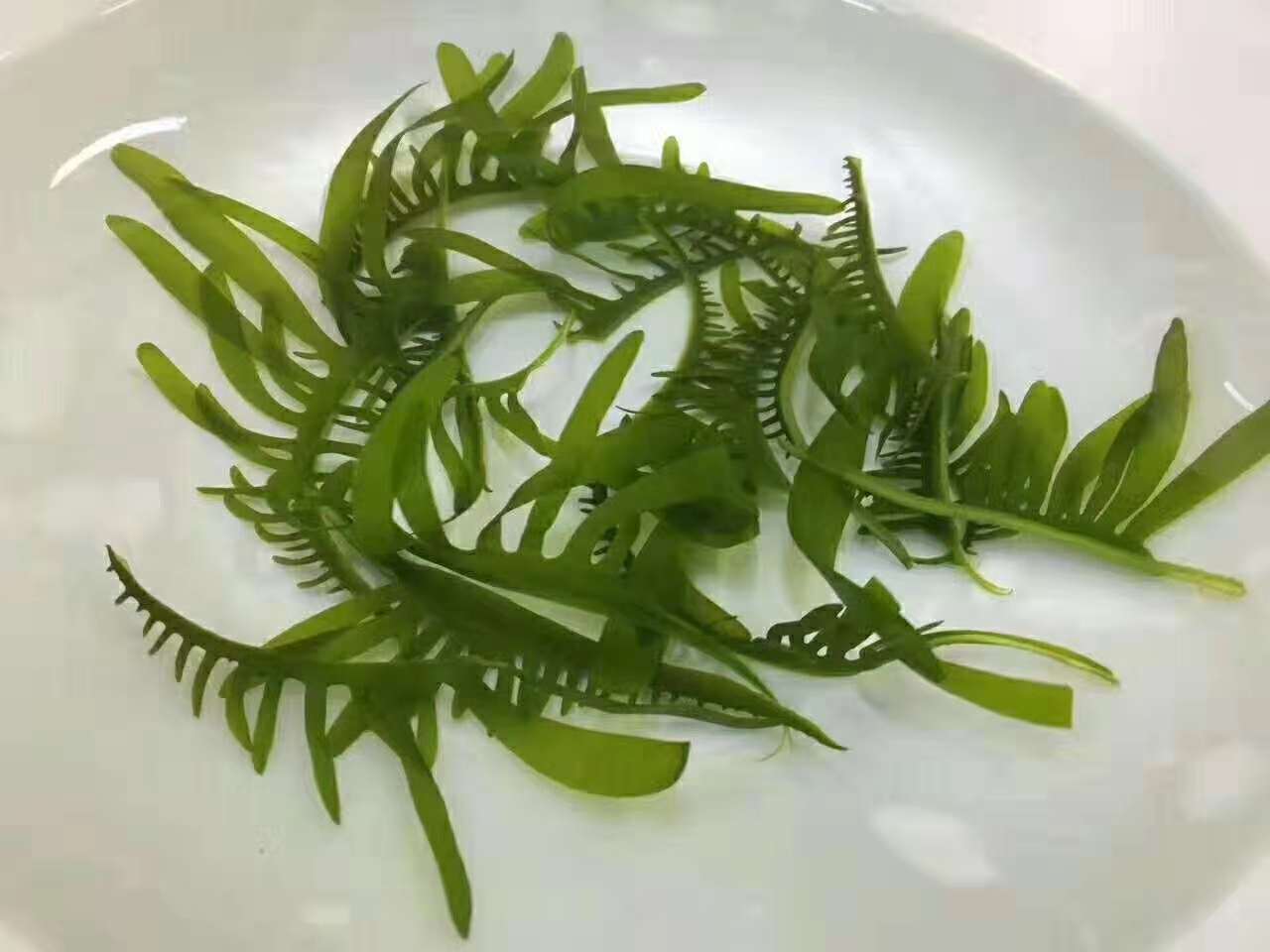 裙带菜芽海芽菜火锅海带苗媚芽菜睫毛菜海白菜 整箱12.5kg-阿里巴巴