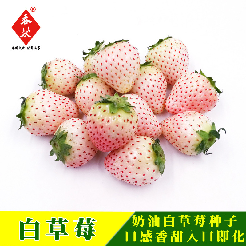 威尔种子批发 白草莓种子 四季蔬菜种子 奶油水果草莓种子 50粒