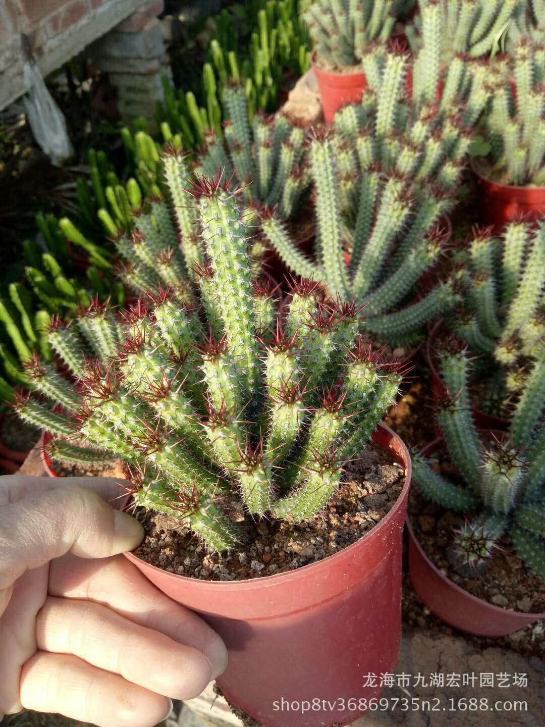 宏叶花卉 密刺麒麟 仙人柱仙人掌 景观 盆栽多肉沙生植物产地直销