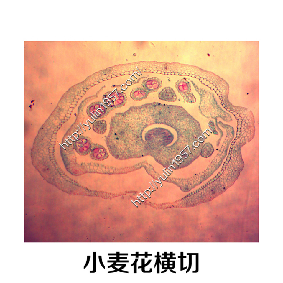 植物切片 小麦花横切 实验器材 生物显微镜玻片标本