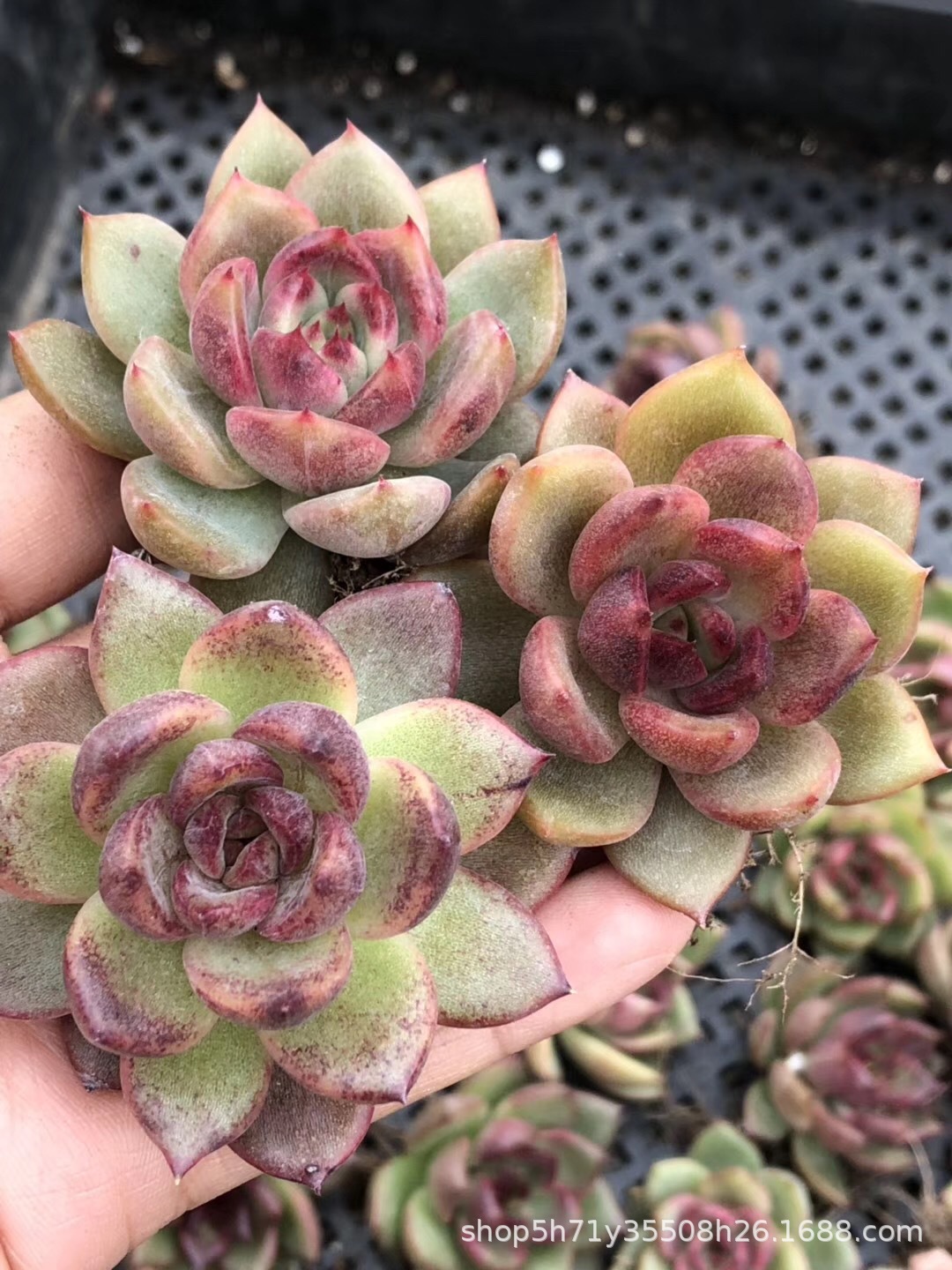 094山东多肉植物大棚批发 黑玫瑰女王单头多肉品种品相实拍发