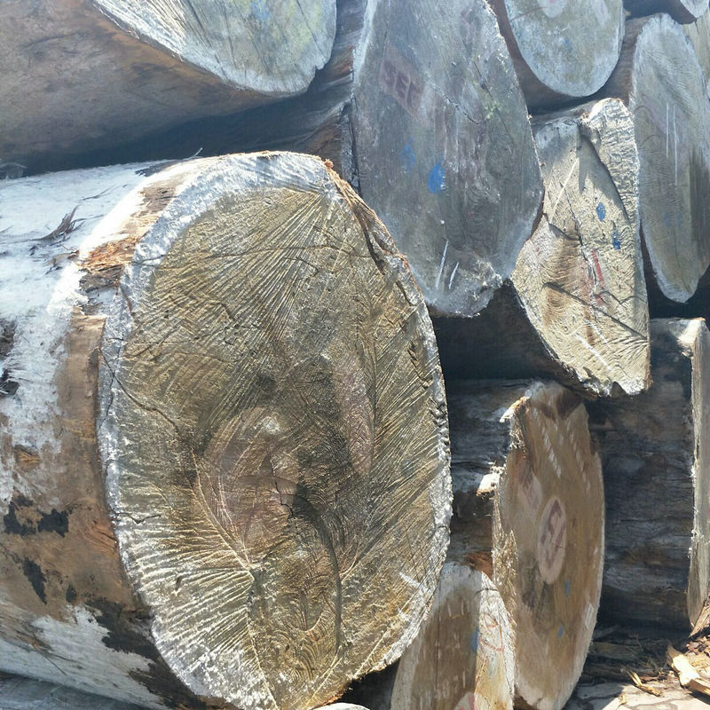 非洲大径巴蒂黄檀木 进口巴帝原木工程用材 高品质黄檀黄花梨原木