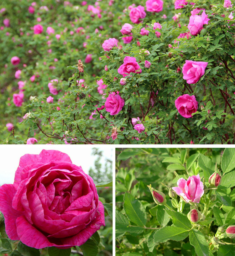 山东特产紫金玫瑰平阴重瓣红玫瑰花冠新鲜干花冠玫瑰花茶批发