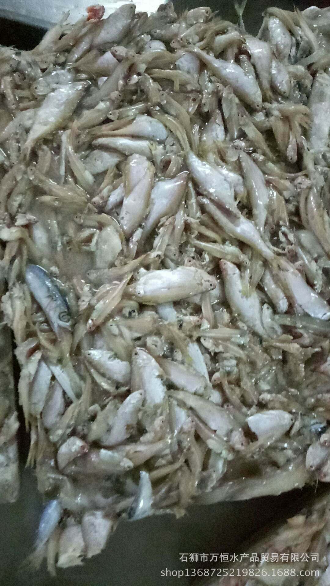 石狮万恒水产供应饲料鱼小江鱼杂鱼小鱼仔杂鱼95公斤一件