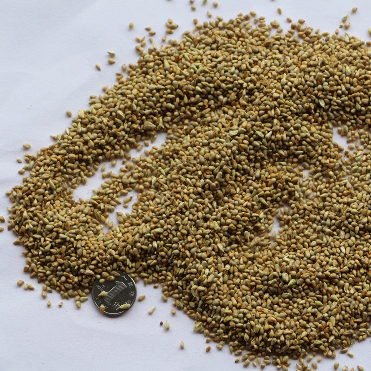 基地直销牧草种子 狼尾草种子 台湾甜象草种子 产量高