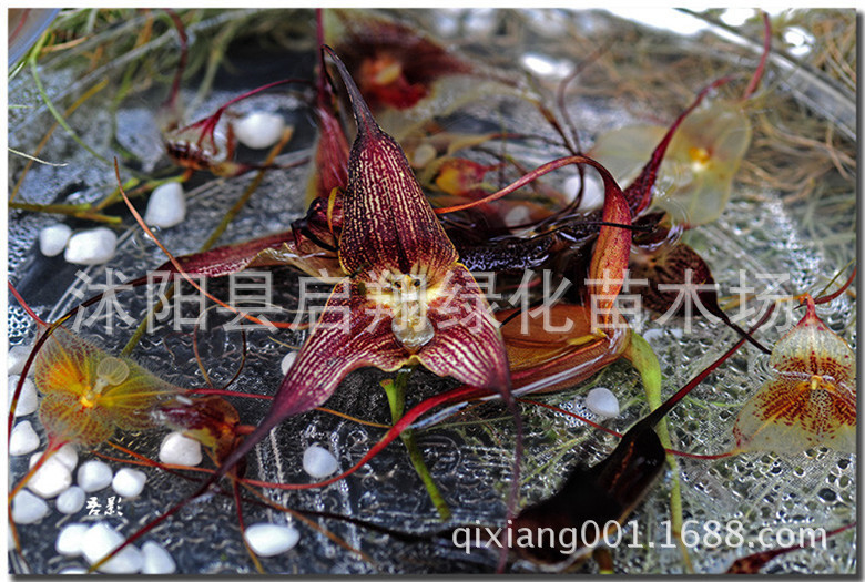 猴面花种子 奇特兰花种子稀有猴面兰猴面小龙兰种子四季播种