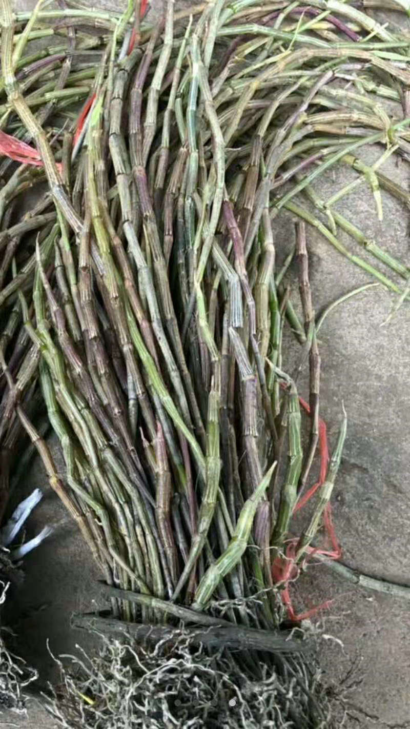 云南紫草石斛干条-5年生自然生长-石斛枫斗干条