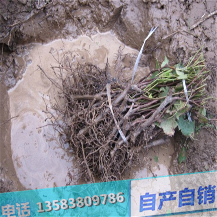 黑色甜菜葡萄树苗栽种季节 基地直销黑色甜菜葡萄小苗