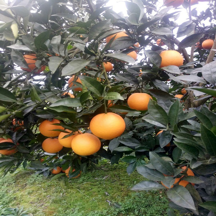湖南常德特产天草杂柑 香甜可口 色泽艳丽 产地直发天草柑-桔橙色泽