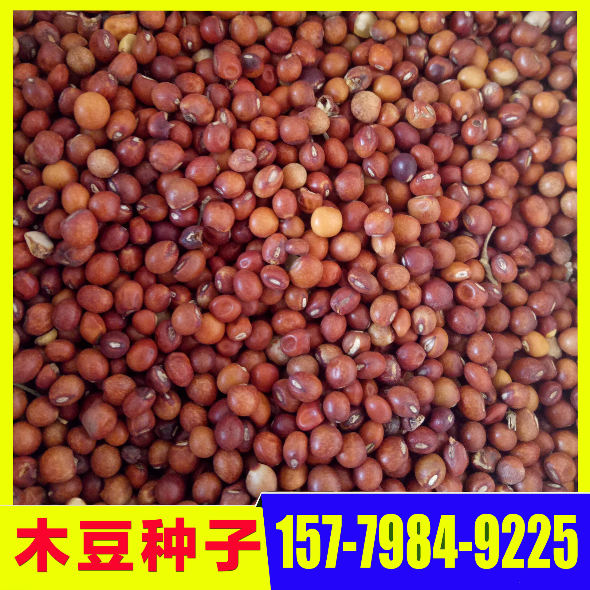 木豆种子 木豆 灌木种子 三叶木豆 供应木豆种子 各种灌木种子