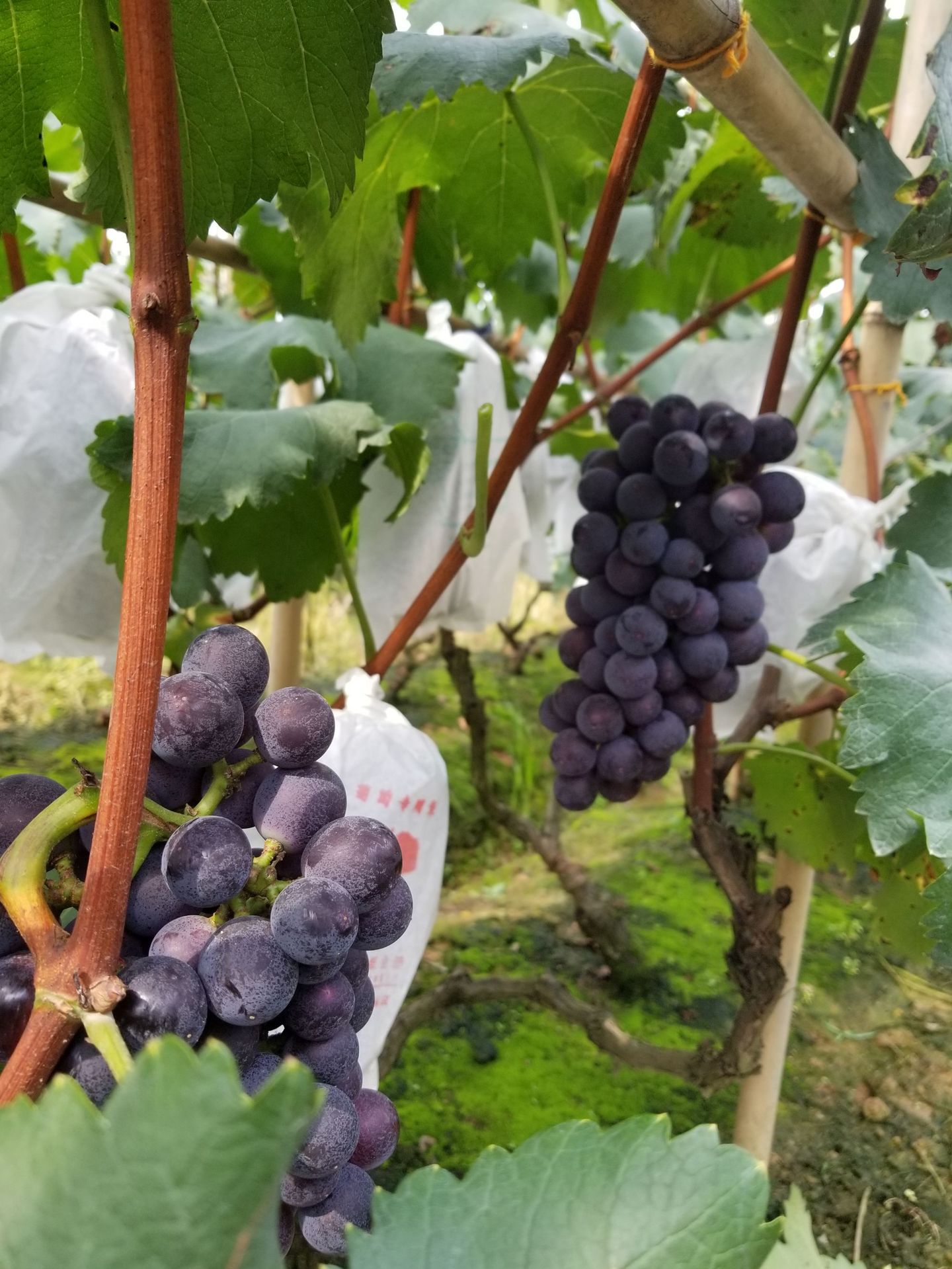 供应 优质巨峰葡萄 成都农场基地现摘现发