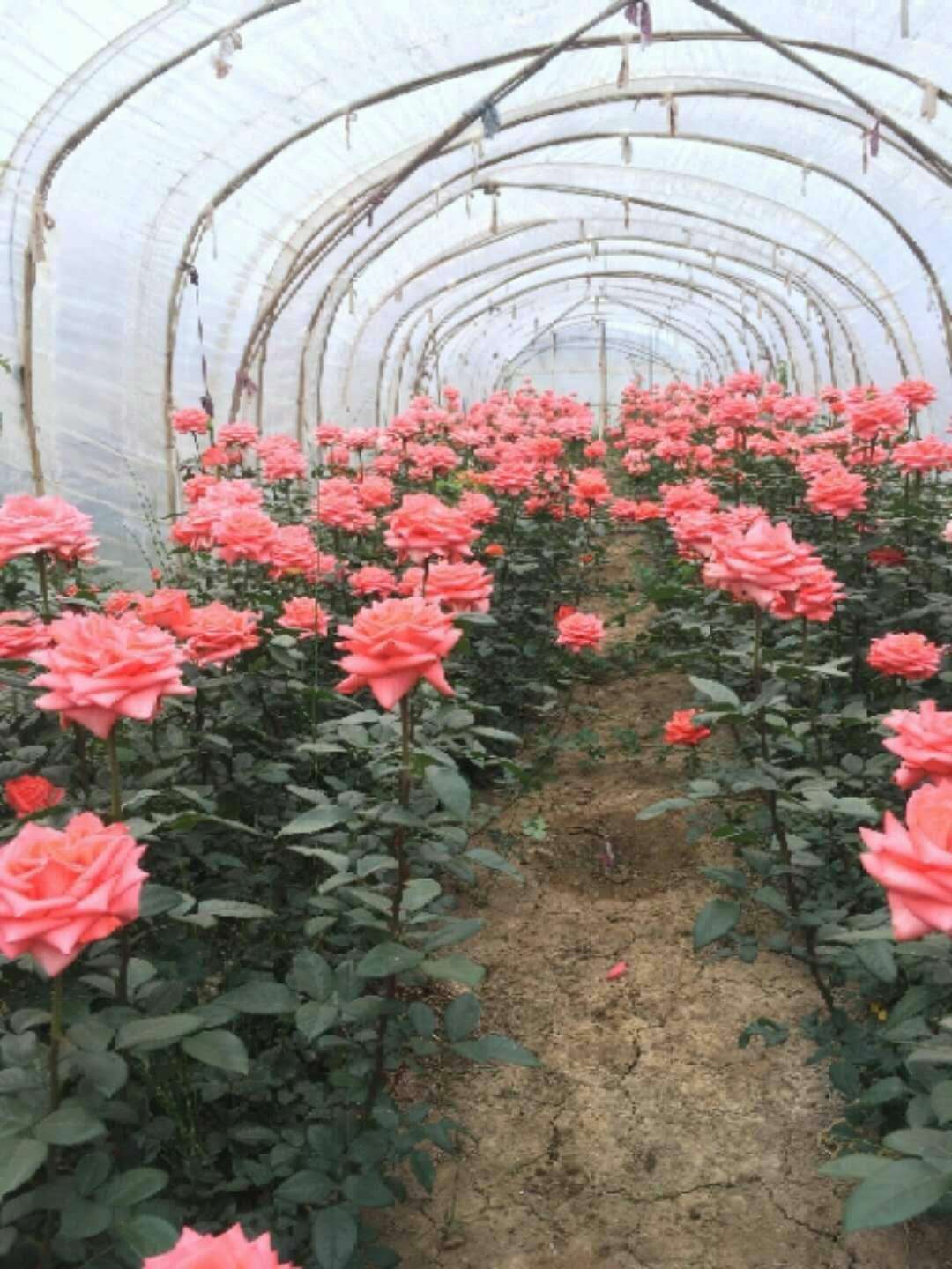 云南昆明鲜花基地 影星玫瑰花卉 四季开花绿化工程月季玫瑰苗批发