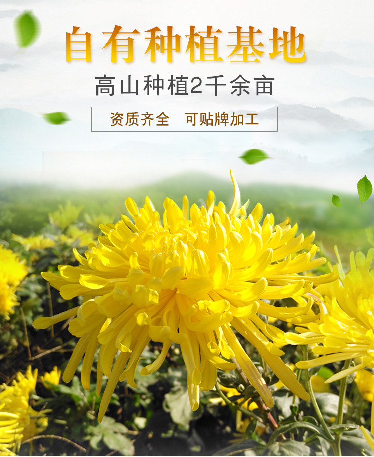 金丝皇菊散装批发金丝黄菊一朵一杯菊花茶黄山高山菊花产地货源